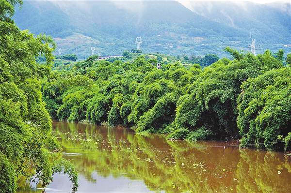 【能源环保列表】梁滩河水体富营养化 水葫芦大量生长