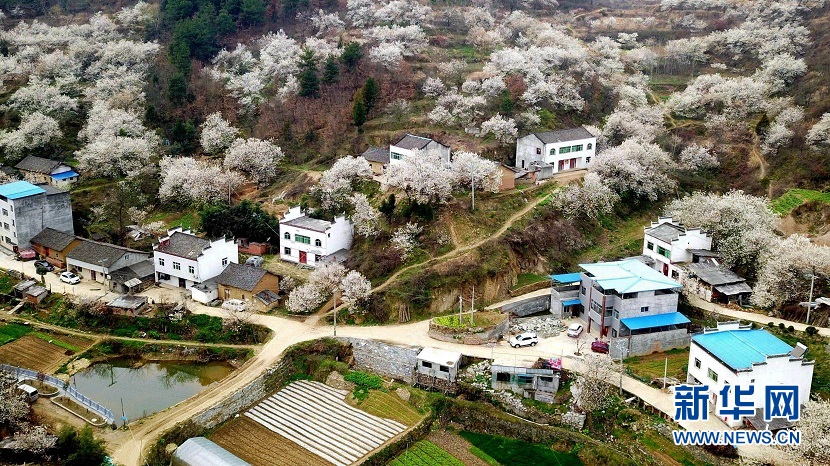 樱桃花开 春山可望