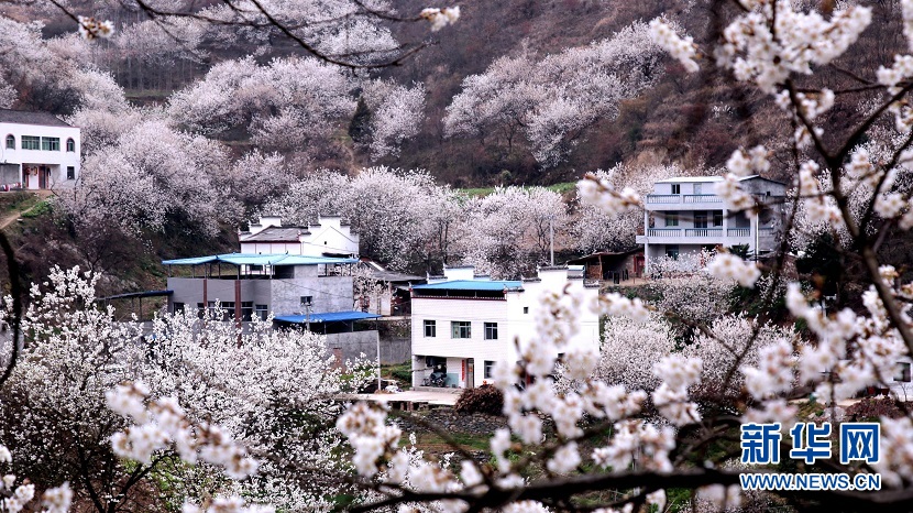 樱桃花开 春山可望