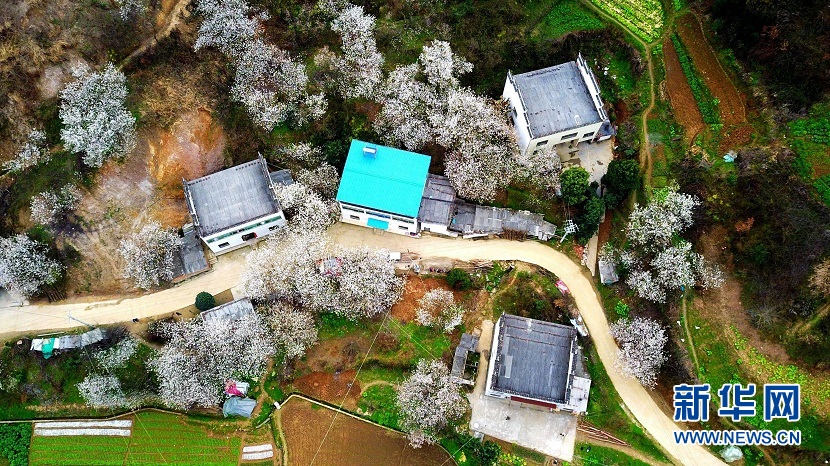 樱桃花开 春山可望