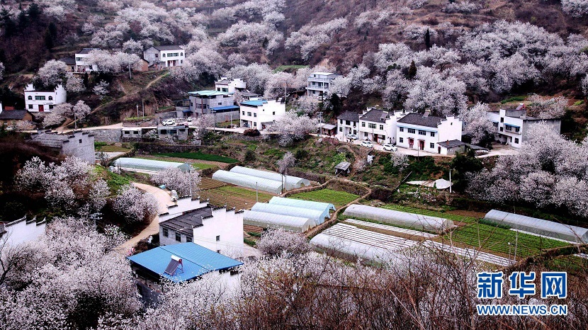 樱桃花开 春山可望