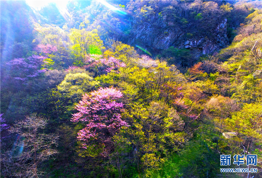 【焦点图-大图】【移动端-轮播图】河南省鲁山县：春色满园关不住