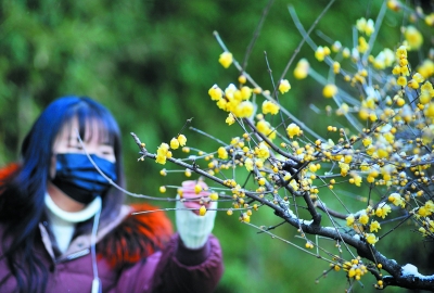 南京瞻园：蜡梅凌寒开 幽香透雪来