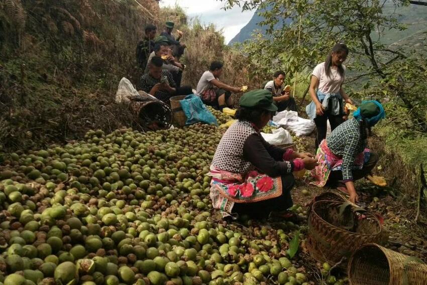 彝族青年拼多多卖大姚核桃年销超千万 农产品“原产地直发”助力脱贫_fororder_5