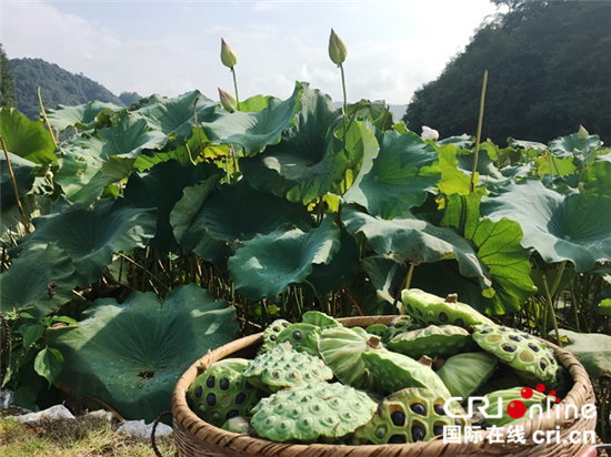 图片默认标题_fororder_村口种植的70亩莲田产出的莲子口感清甜，为村民带来了一些额外的收入_副本_副本