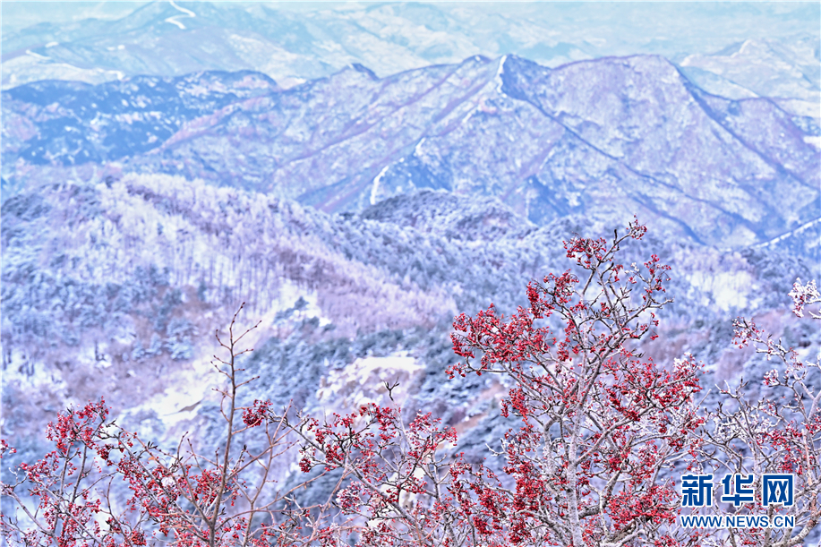 泰山雾凇与白雪相辉映