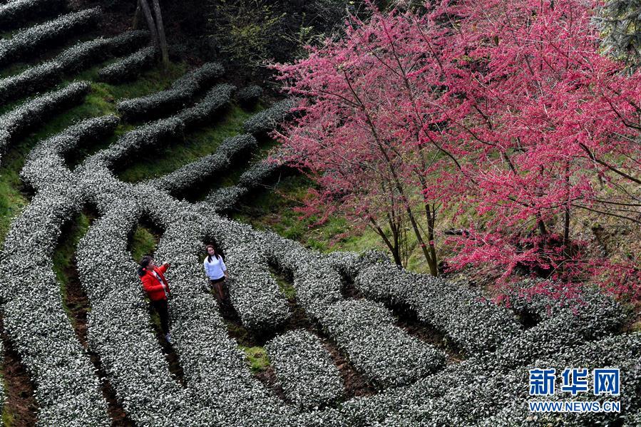 闽西连城：高山茶园冬赏樱