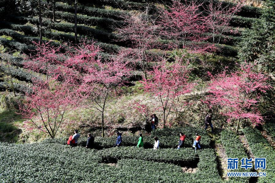 闽西连城：高山茶园冬赏樱