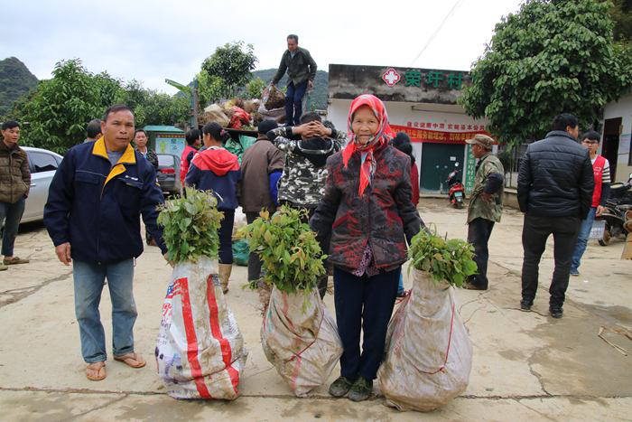 崇左大新：打造“青梅之乡”助农增收