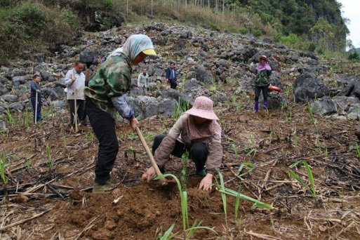 崇左大新：打造“青梅之乡”助农增收