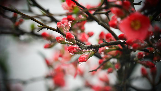 百色凌云：茶香花艳满山坡