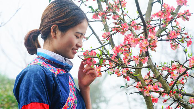 百色凌云：茶香花艳满山坡