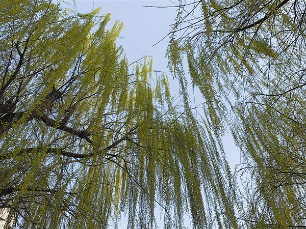 谷雨养生正当时