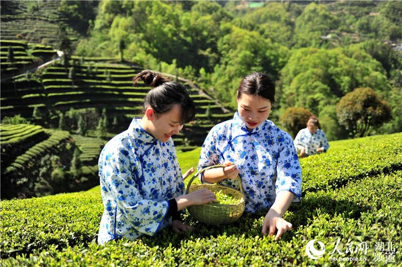 湖北夷陵：茶旅融合“闯”出新门路