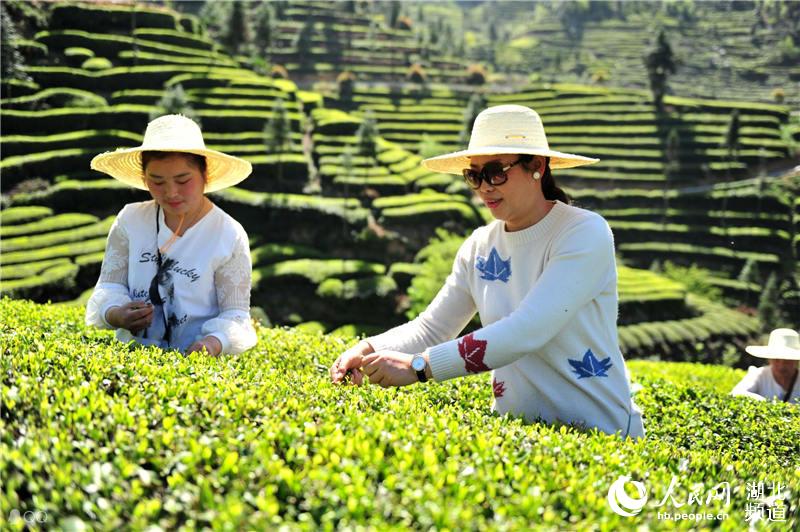 湖北夷陵：茶旅融合“闯”出新门路