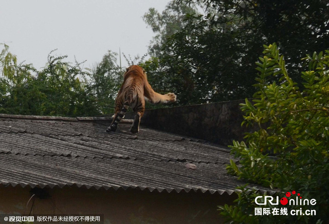 印度一校园惊现老虎 房顶悠闲散步