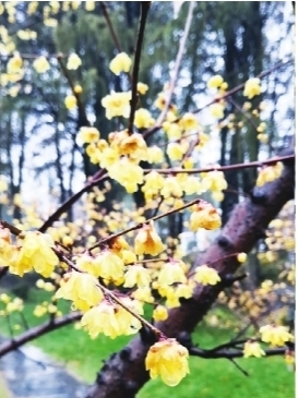 东湖蜡梅花开六成 细雨探梅更有诗意