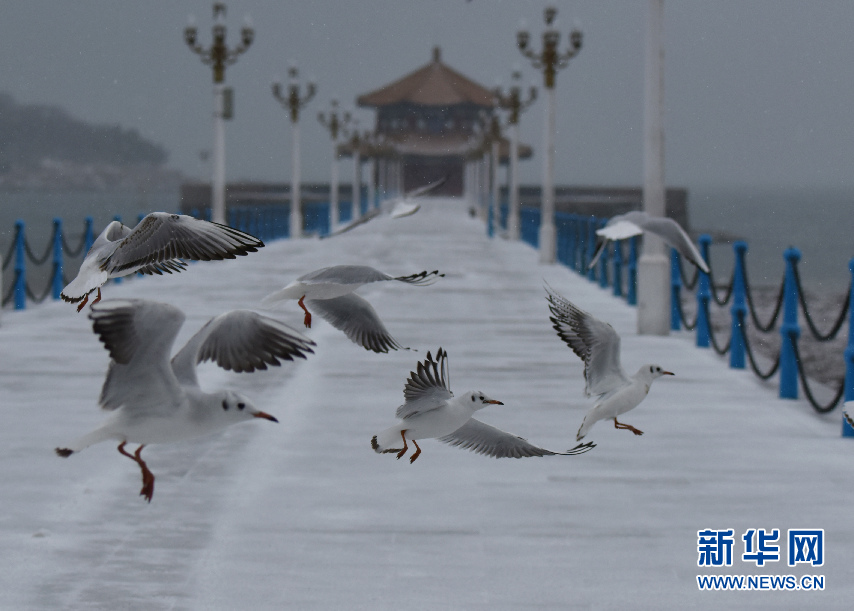 山东青岛：瑞雪纷纷伴鸥飞