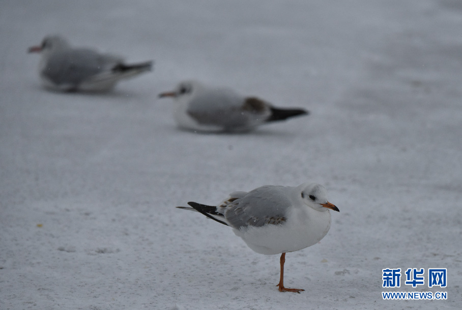 山东青岛：瑞雪纷纷伴鸥飞