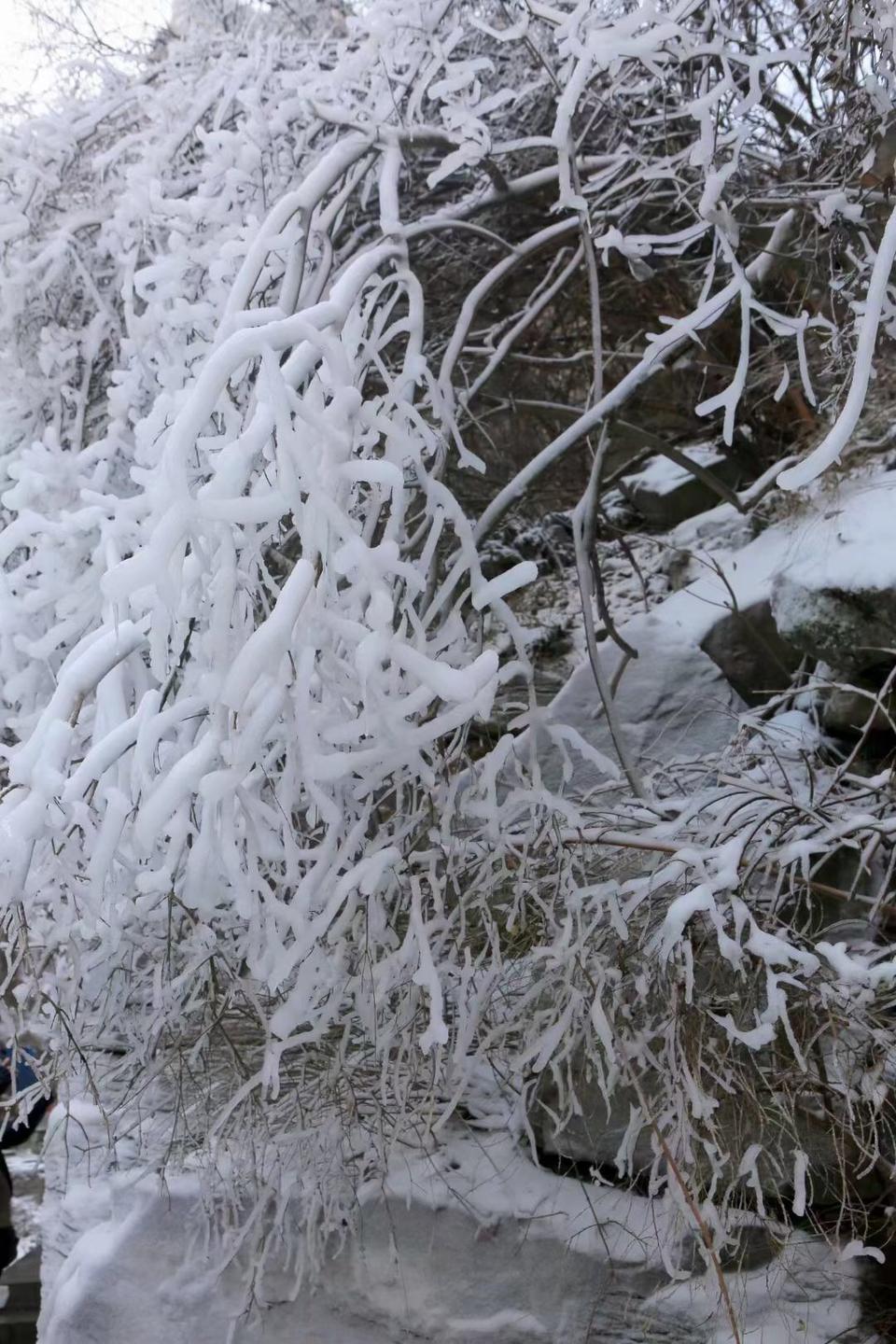 气温大降 焦作云台山现冰雪世界景色