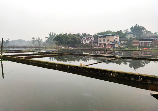 （有修改）【脱贫户的新年愿望】重庆市永川区脱贫户黄家君：致富路上带乡亲