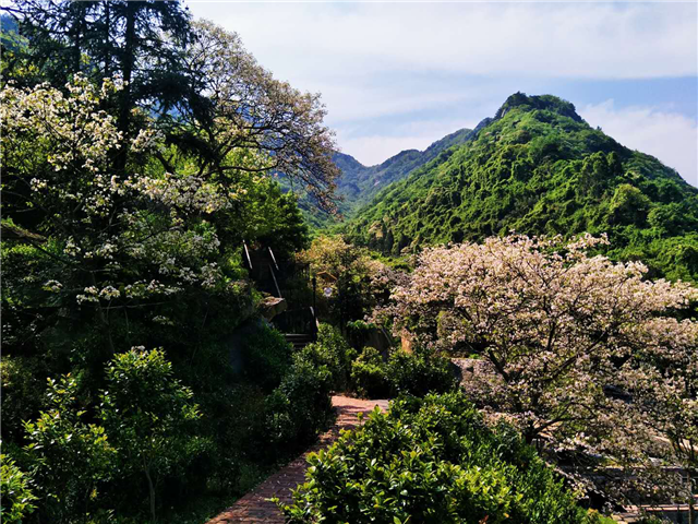 【湖北】【客户稿件】湖北麻城龟峰山万亩桐花盛开迎宾