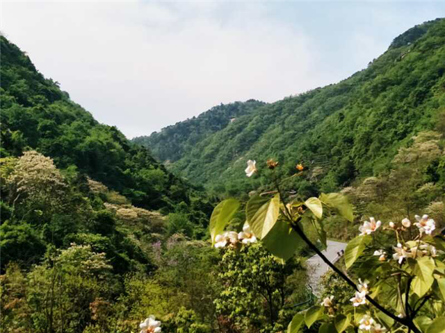 【湖北】【客户稿件】湖北麻城龟峰山万亩桐花盛开迎宾