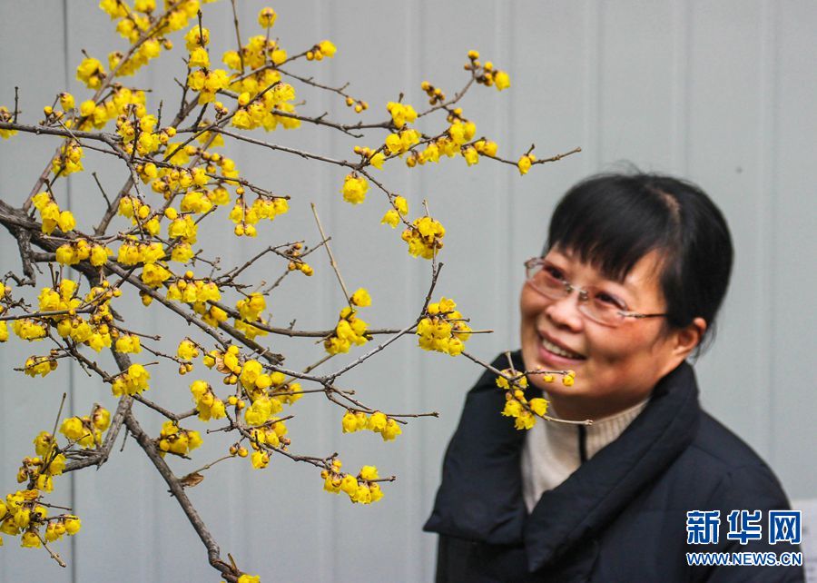 河南南阳：小寒节气到 蜡梅如约开