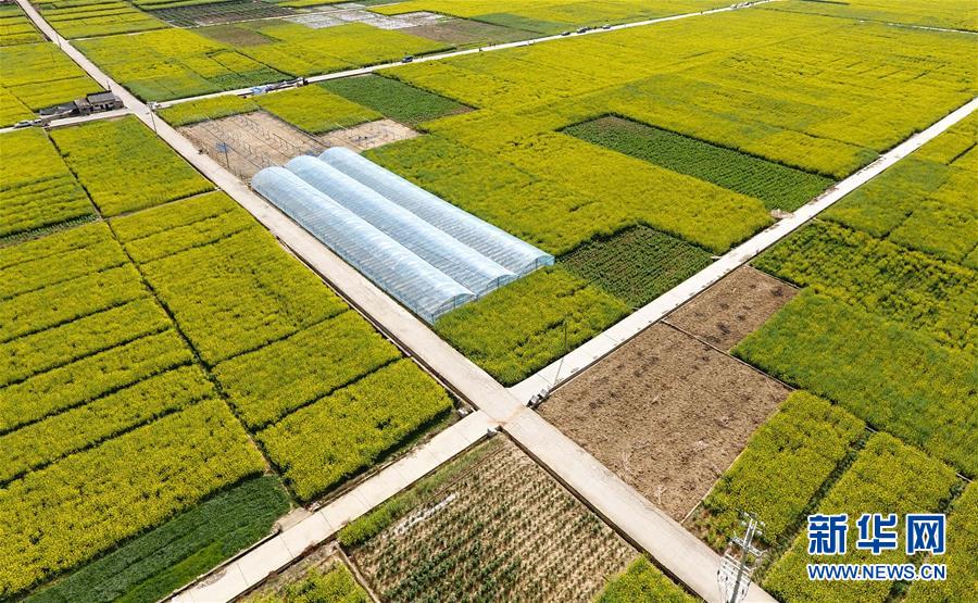 四川米易：油菜花开春意浓