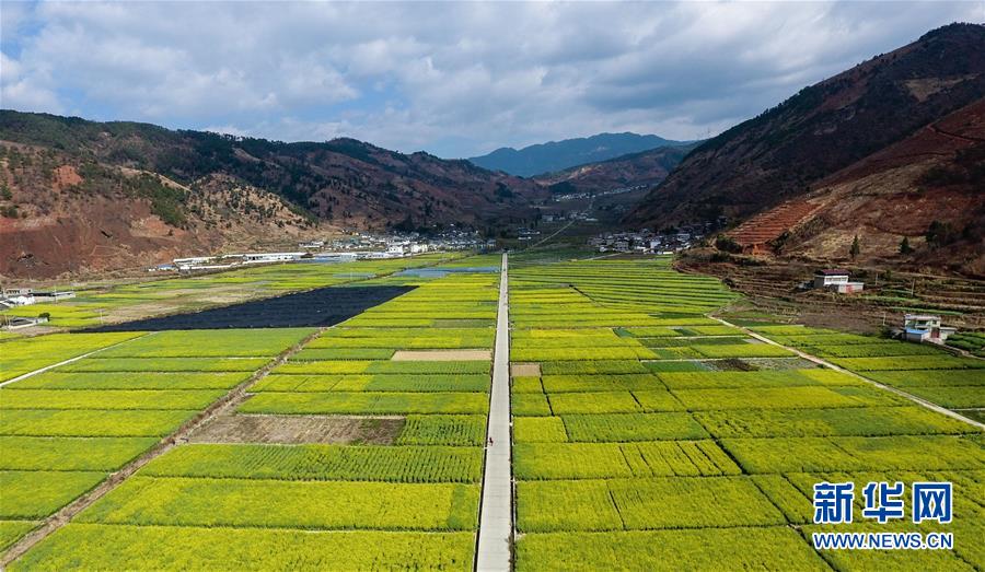 四川米易：油菜花开春意浓