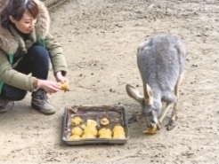 动物们吃花式“汤圆”过节 小熊猫喜欢鸡蛋馅