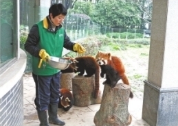 动物们吃花式“汤圆”过节 小熊猫喜欢鸡蛋馅