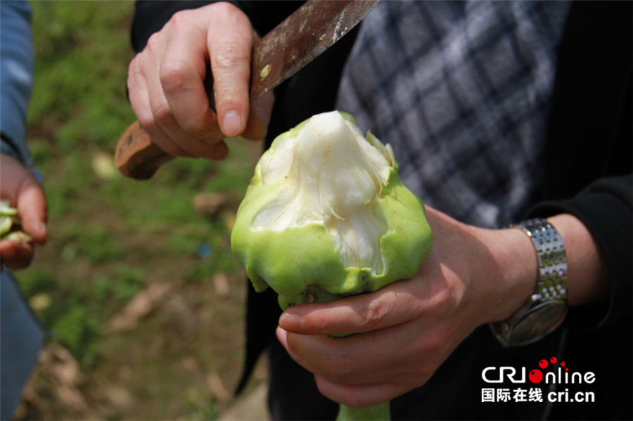 【CRI专稿 列表】重庆“涪陵榨菜”的脱贫攻坚之路