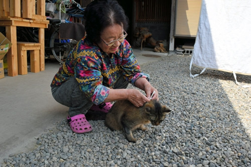 日本神秘猫咪当信使 送八百封信揭尘封过往