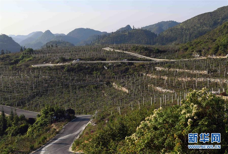 云南西畴：石漠化山地披绿装