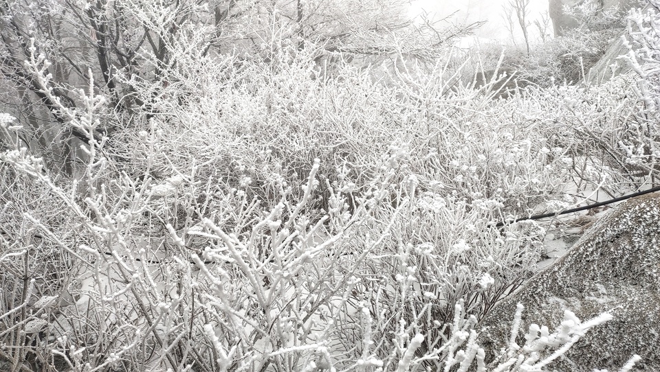 腊八送祝福，崂山巨峰迎“羽毛雪”