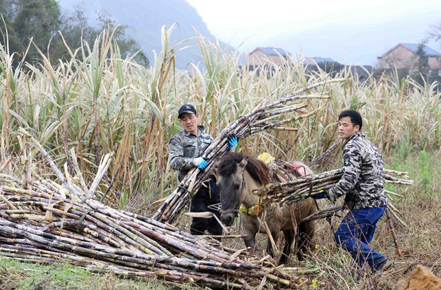 柳州融安:抓农时抢收甘蔗