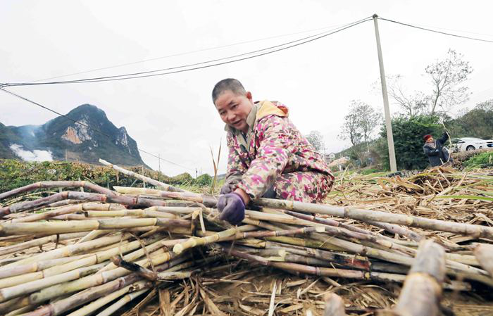 柳州融安:抓农时抢收甘蔗