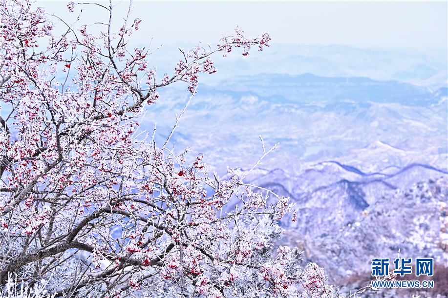 泰山雾凇与白雪相辉映