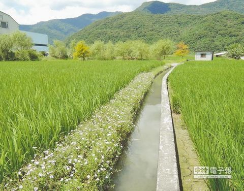 野花铺成毯 台湾花莲荒地变绿园