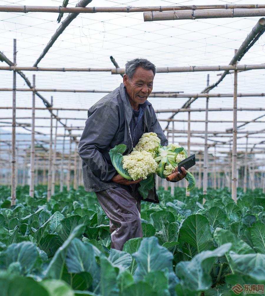 漳州龙文：蔬菜上市正当时 线上拓宽销售渠道