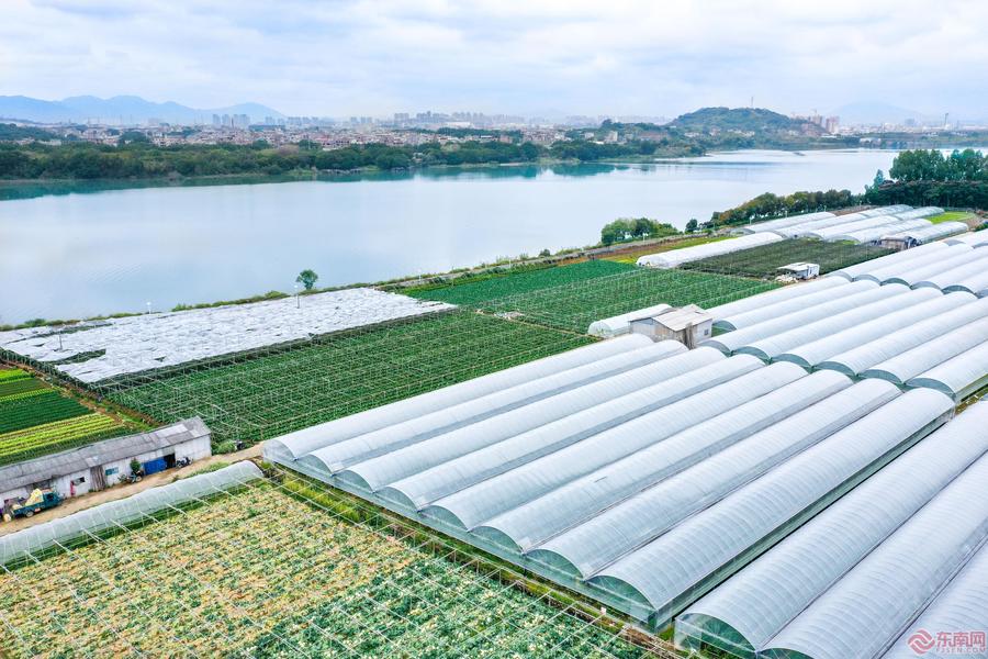 漳州龙文：蔬菜上市正当时 线上拓宽销售渠道