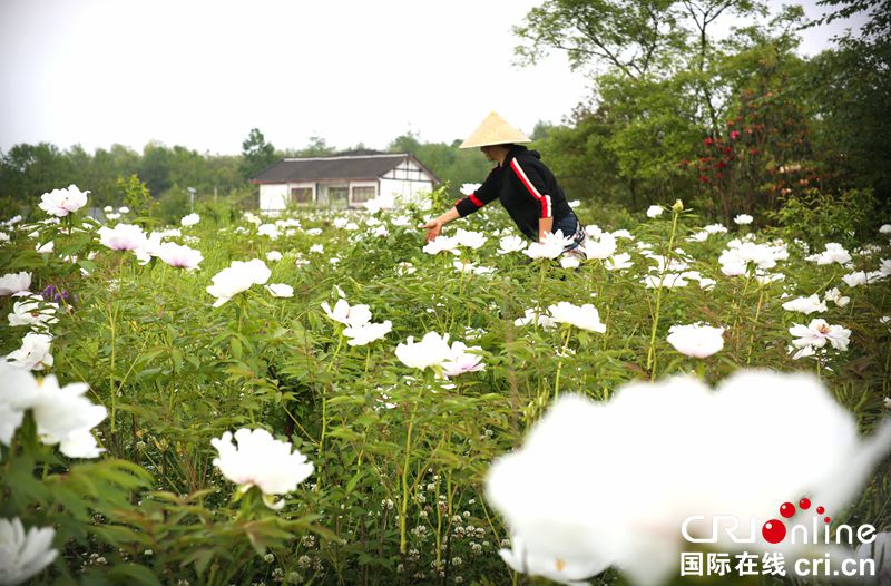 贵州大方：牡丹花开满山头（组图）