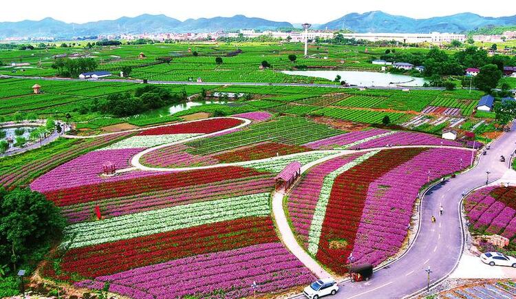 广西横县：茉莉花都展新貌 扬帆起航踏新程