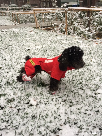 北京发布暴雪蓝色预警信号 连续降雪4天