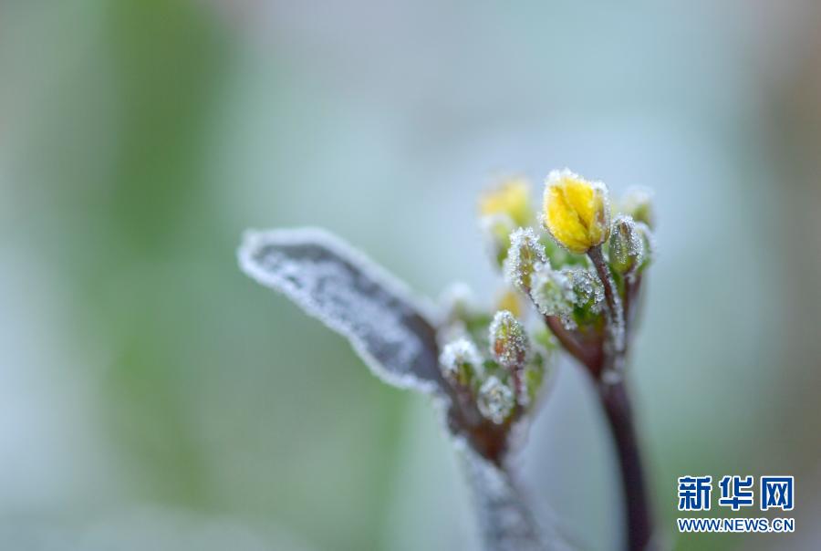 湖北恩施：腊月“霜花”美