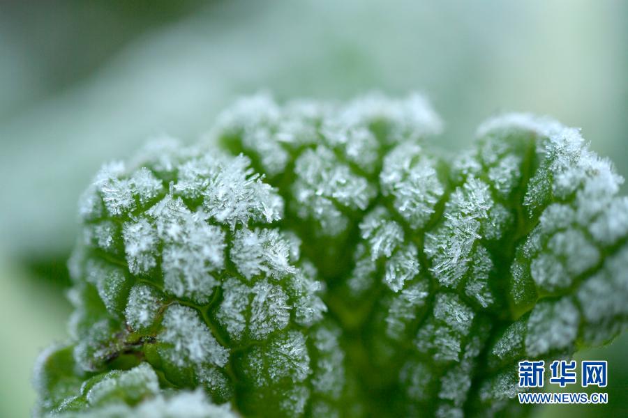 湖北恩施：腊月“霜花”美