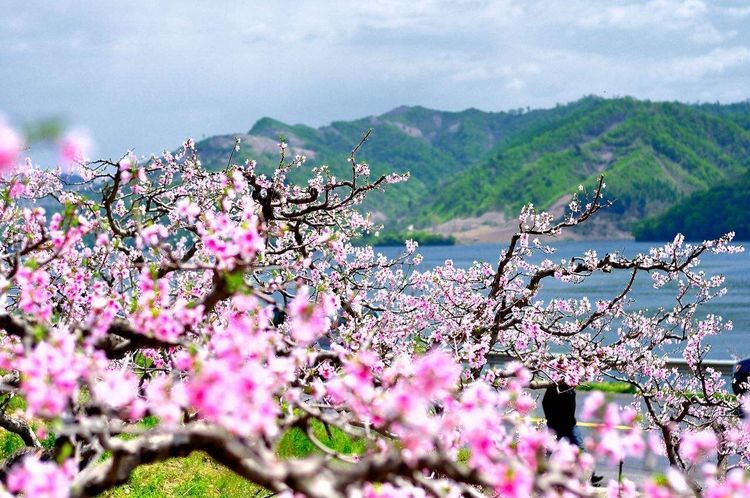 桃花赞 ——巾帼女警竞风流