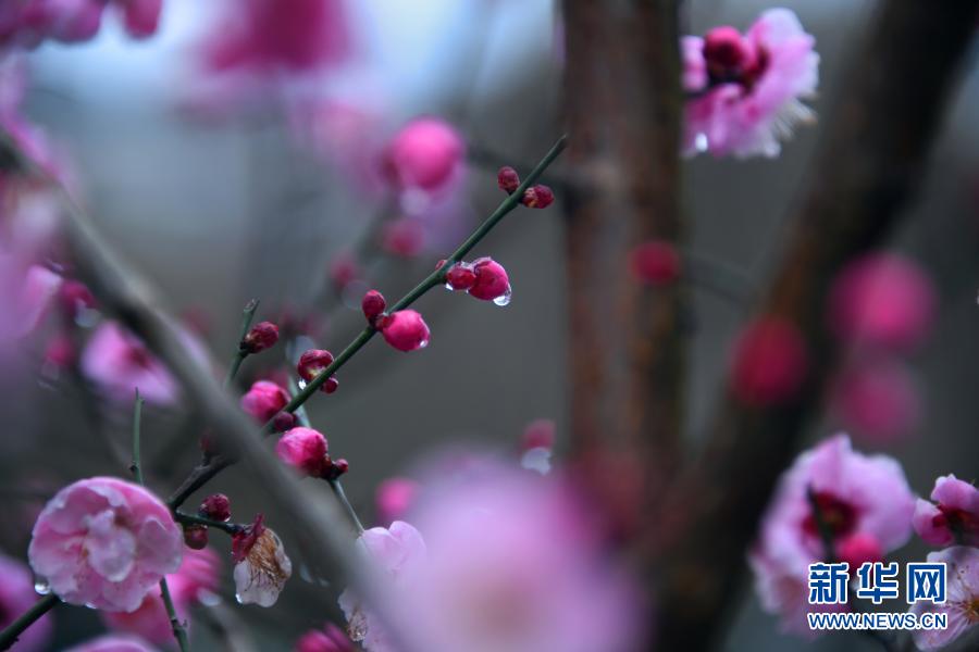 湖北恩施：雨润花红