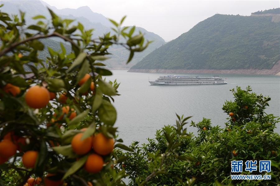 湖北秭归夏橙成熟上市